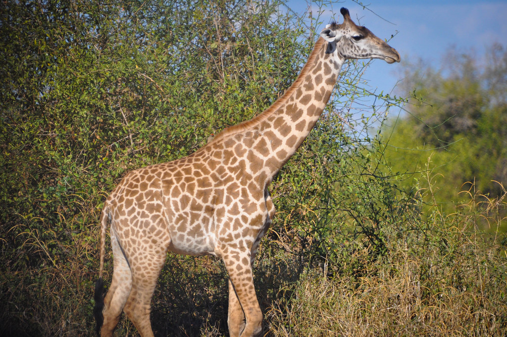 giraffe standing in long grass