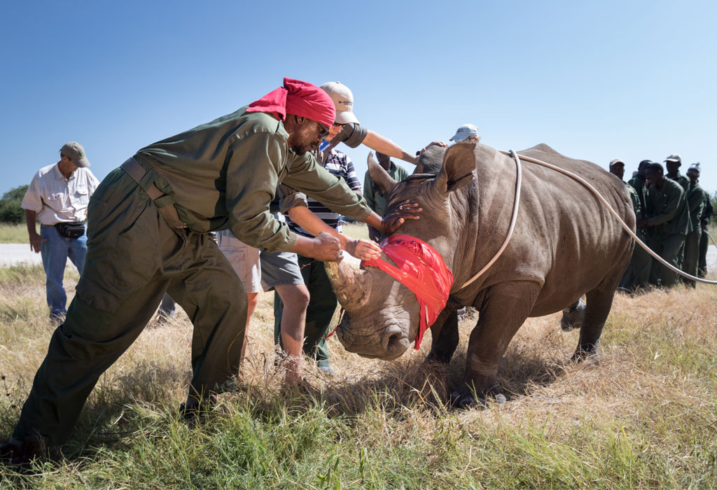 three men, rhino with bandaged horn