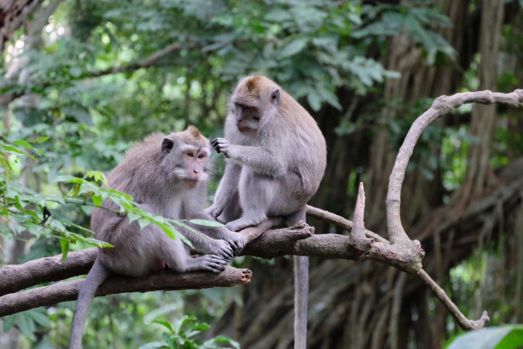 two monkeys on a branch