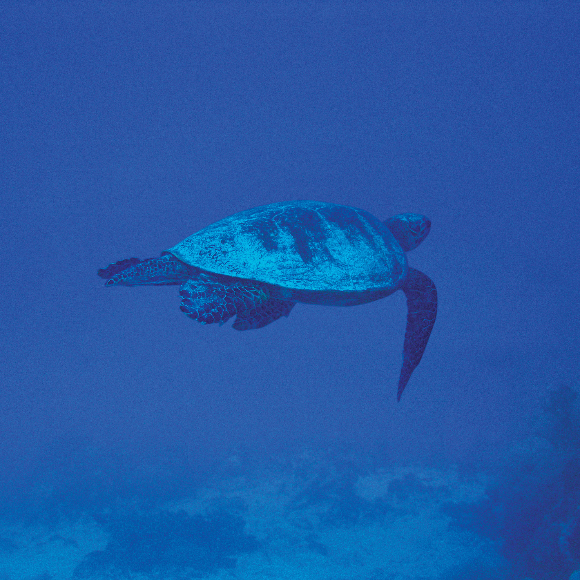 turtle swimming in blue water