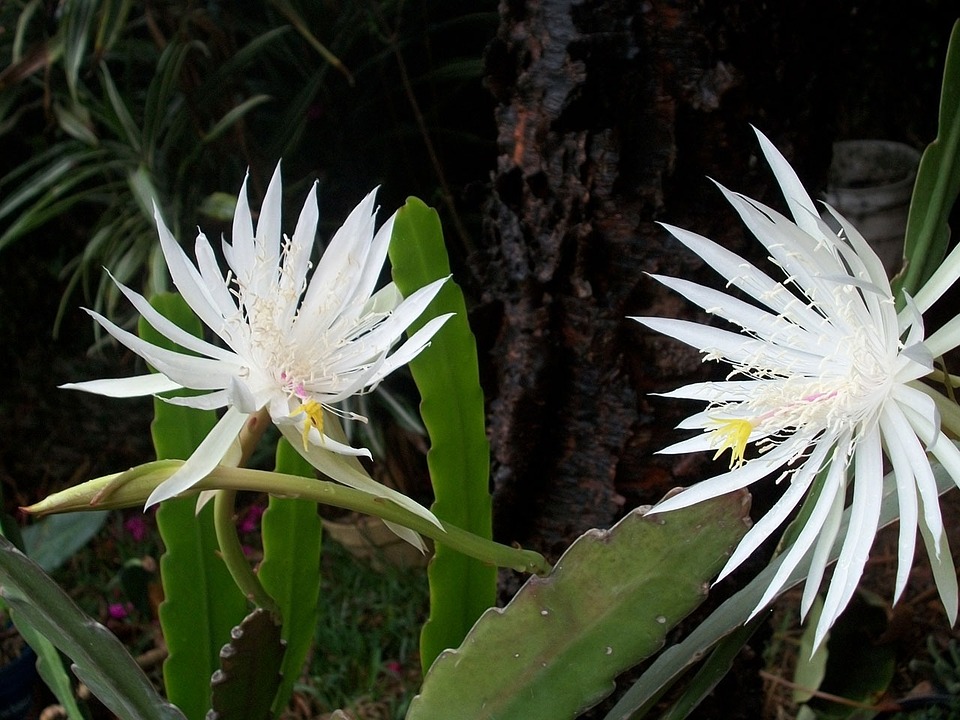 two white flowers with spiky leaves