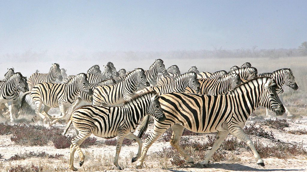 running zebra with dusty air
