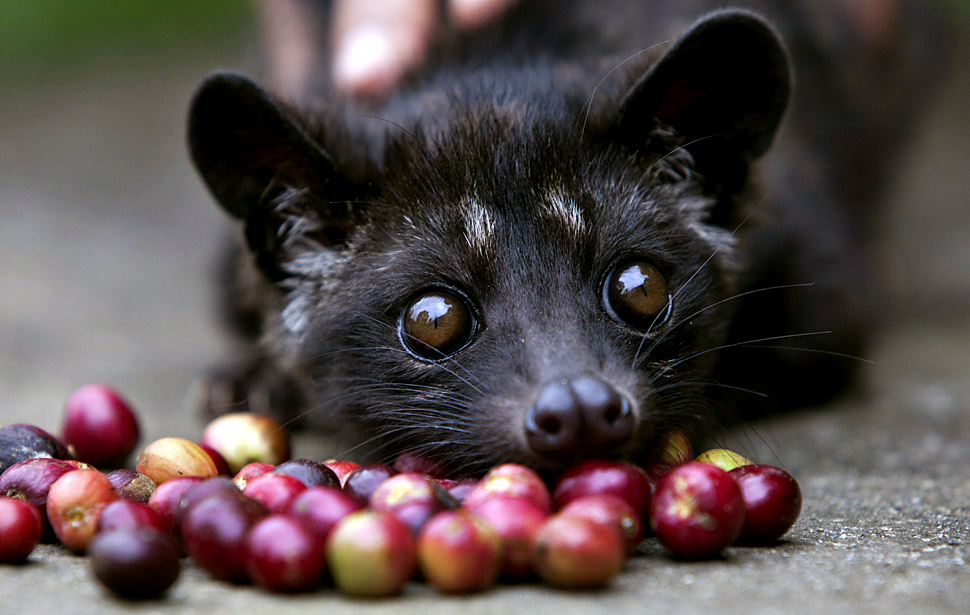 civet cat resting on coffee berries