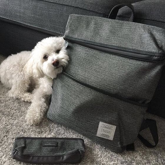 white dog leaning against grey cloth backpack