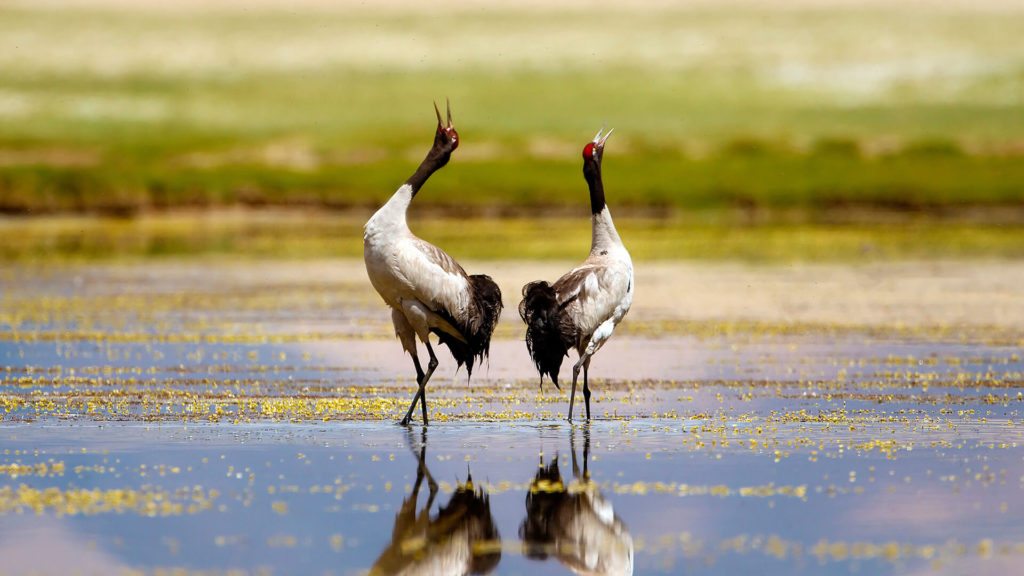 two black-neck cranes with heads in the air
