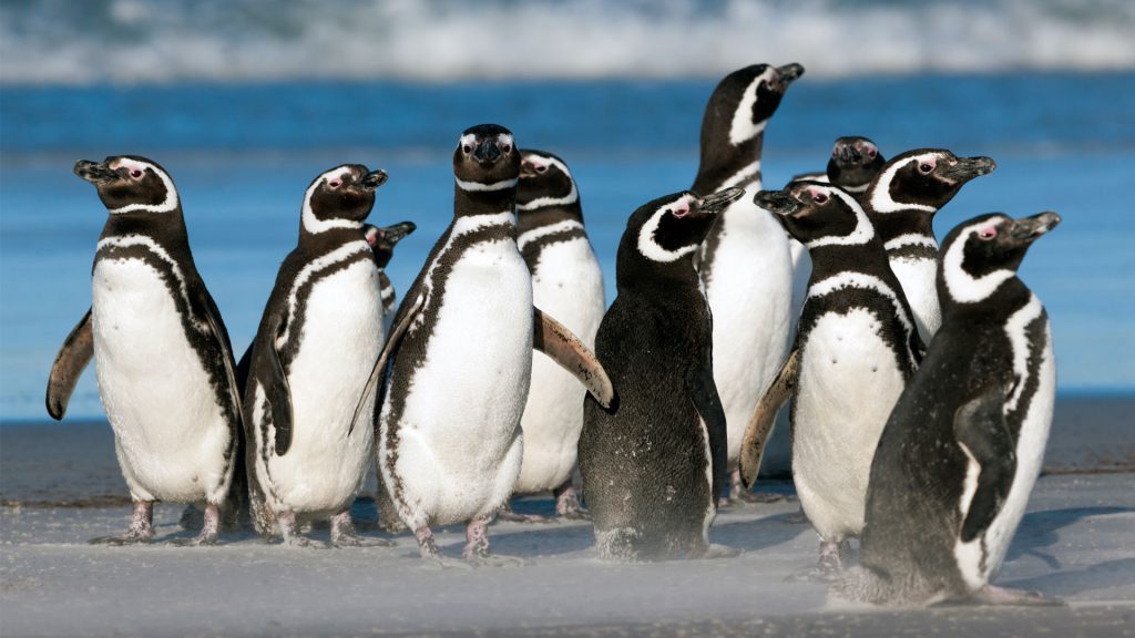 10 black and white penguins standing