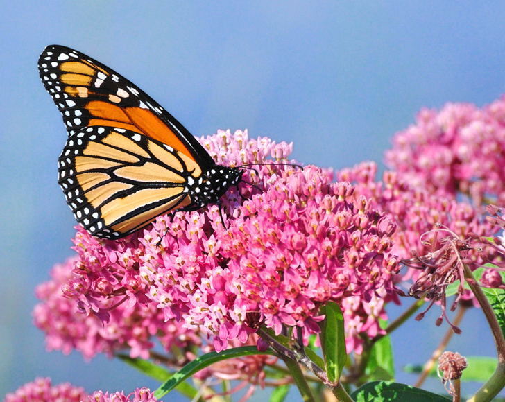 bright orange monarch butterfly on pink milkweed flower