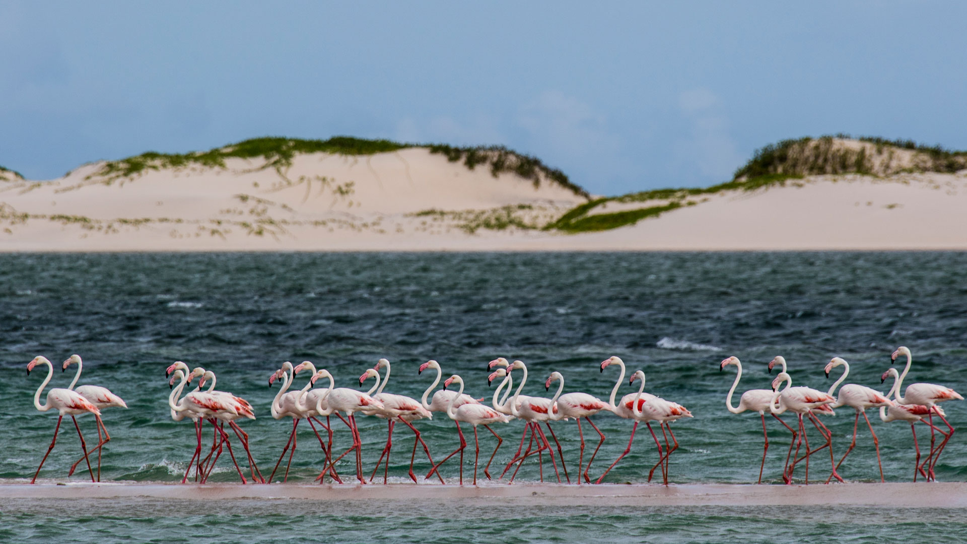 pink flamingo walking in shallow water