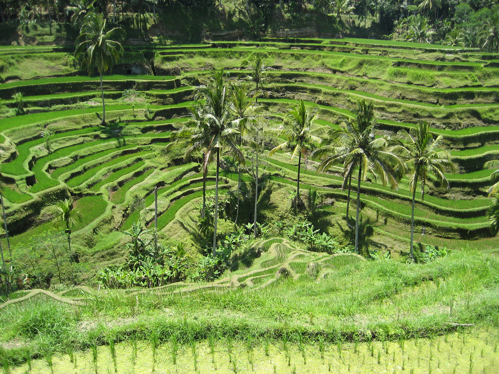 Terraced rice fields and palm trees