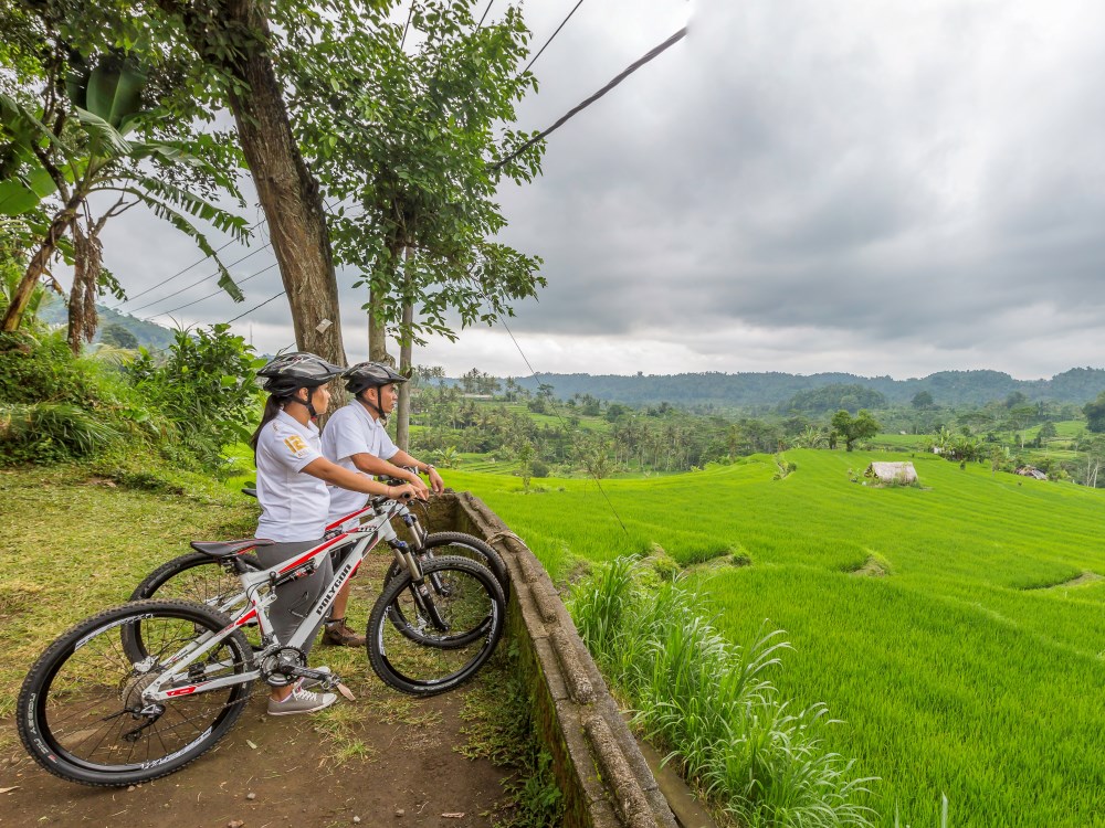 two cyclists looking over green rice paddies