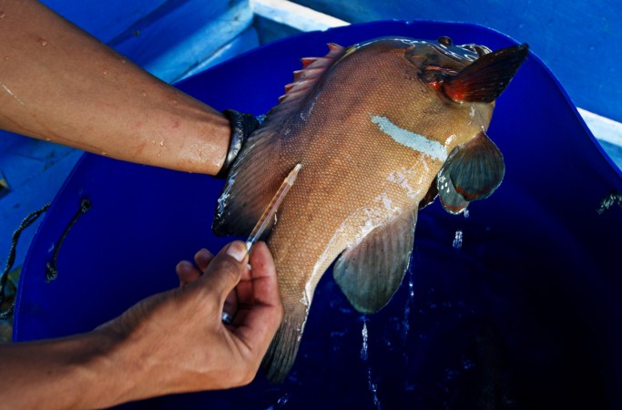 A reef fish is injected with a needle