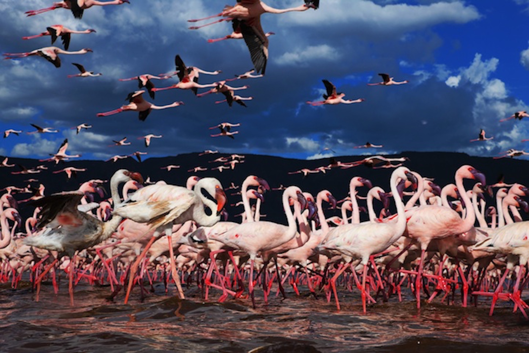 Nature's Top 10 Animal Migration with andBeyond Travel