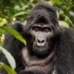 Black gorilla looking straight at camera, surrounded by green foliage