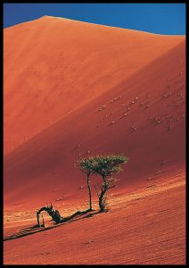 red desert hill, small tree