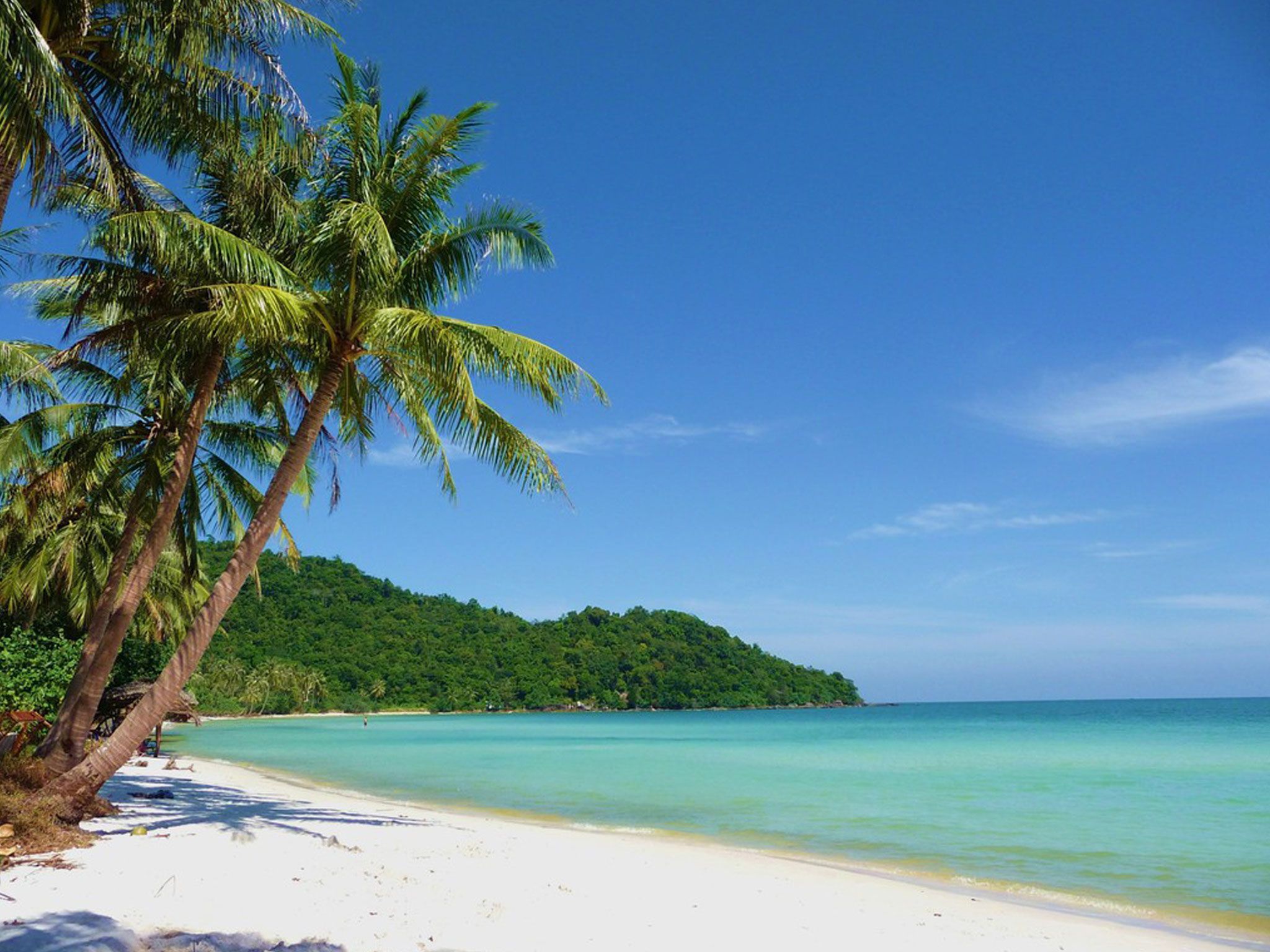 white sand beach, palm tree, green water