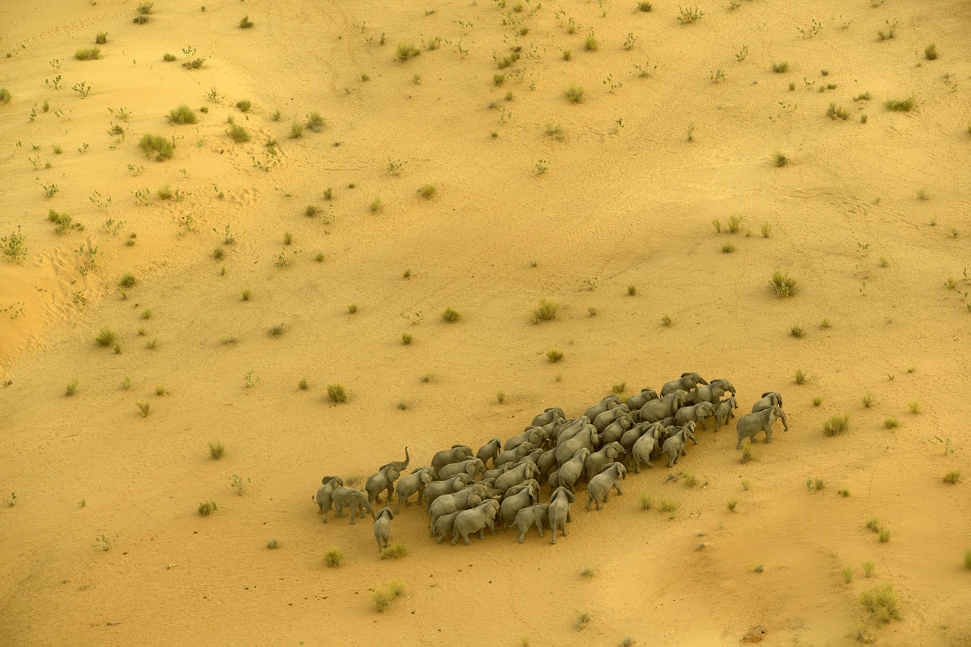 yellow savannah, aerial view of herd of elephants