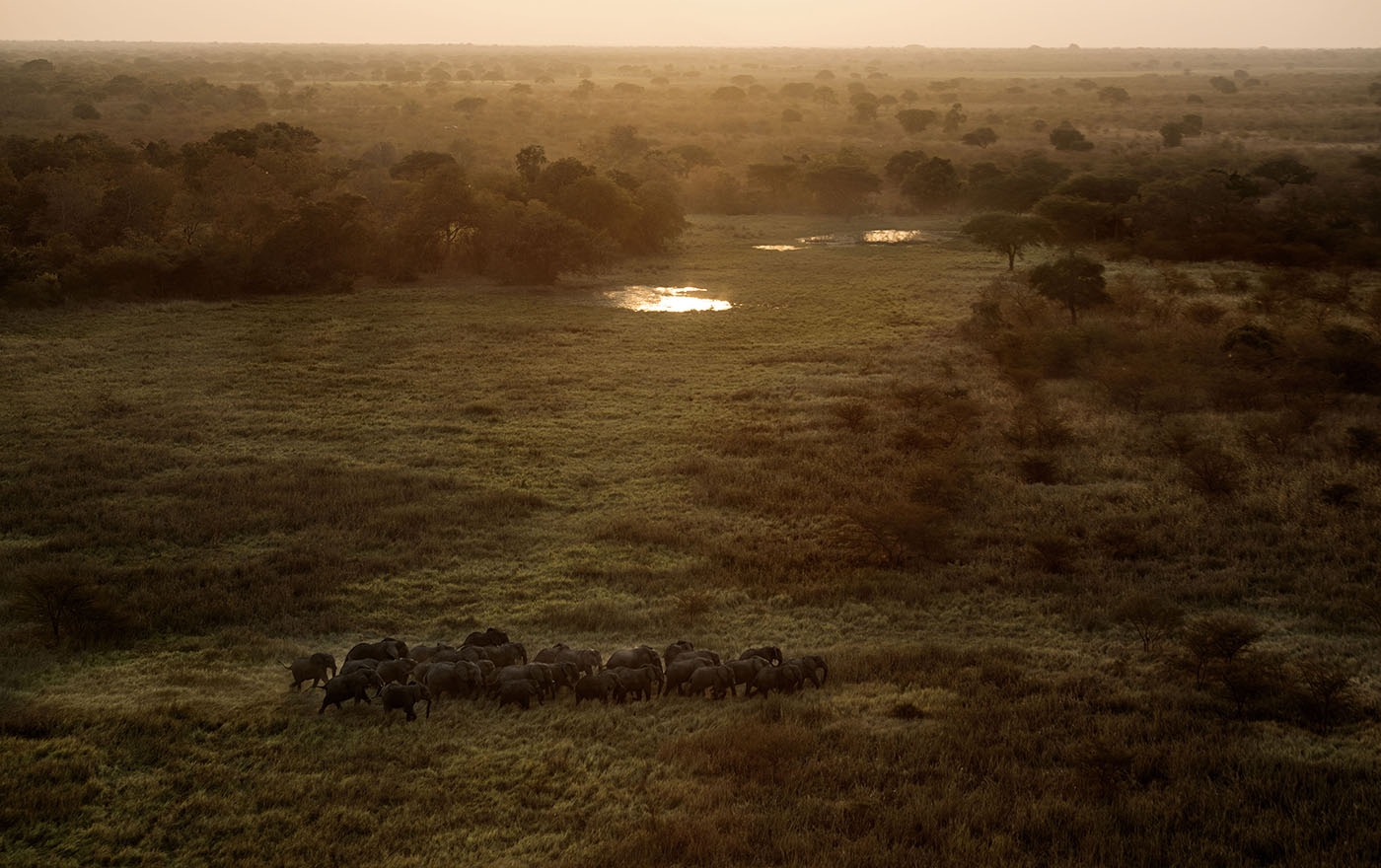 aerial view of herd of elephants, dusk