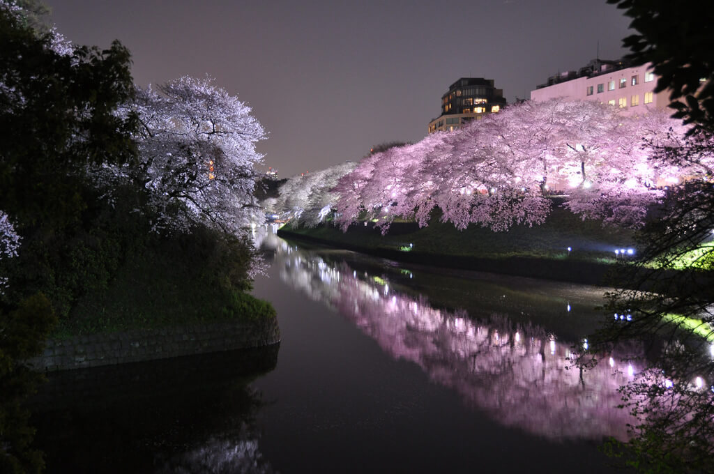cherry blossom trees, nighttime