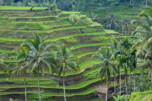 green rice terraces, palm trees